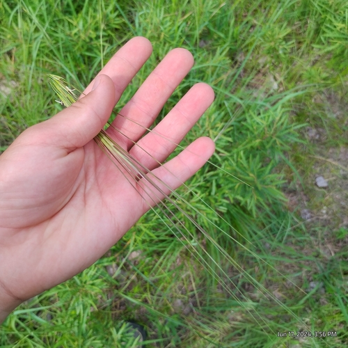 Image of porcupine needlegrass by (c) Bryce, some rights reserved (CC BY)