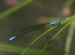 Acanthagrion quadratum