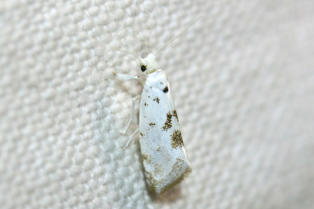 Niphonympha albella