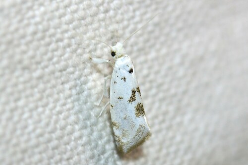 Niphonympha albella