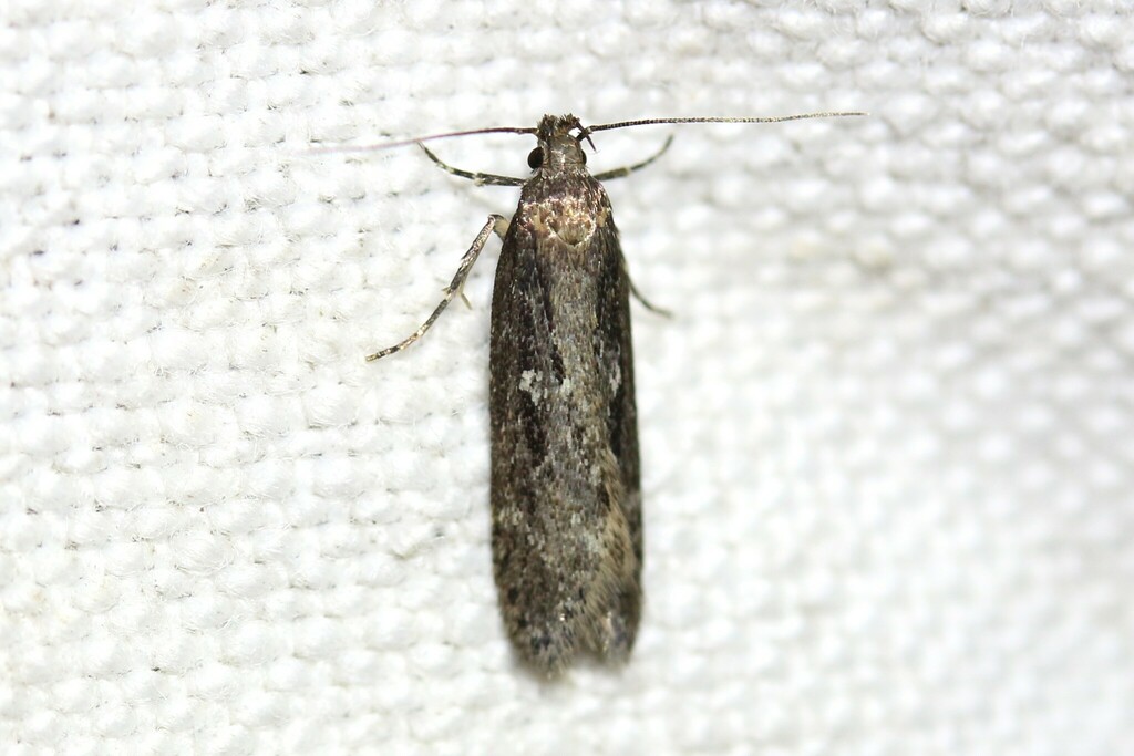 Dark-striped Groundling