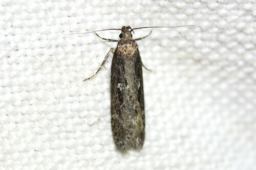 Dark-striped Groundling