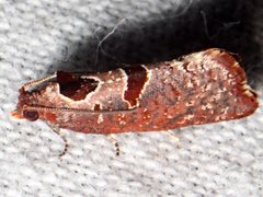 Glyphidoptera insignana
