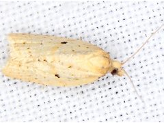 Clepsis therina