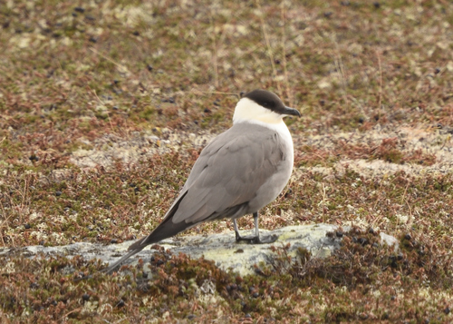 Págalo rabero (Stercorarius longicaudus)