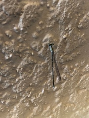 Enallagma vesperum