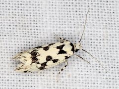 Lichenaula calligrapha