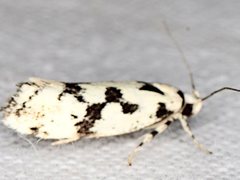 Lichenaula calligrapha