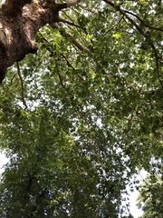 Platanus × hispanica