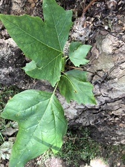 Platanus × hispanica
