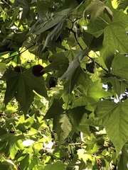 Platanus × hispanica
