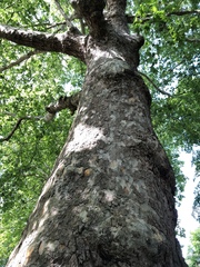 Platanus × hispanica