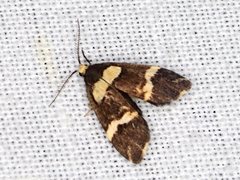 Thallarcha phalarota