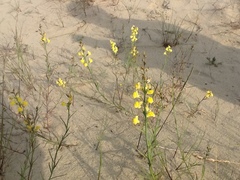 Linaria loeselii