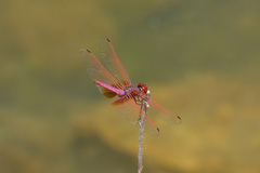 Trithemis aurora