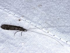 Triplectides similis