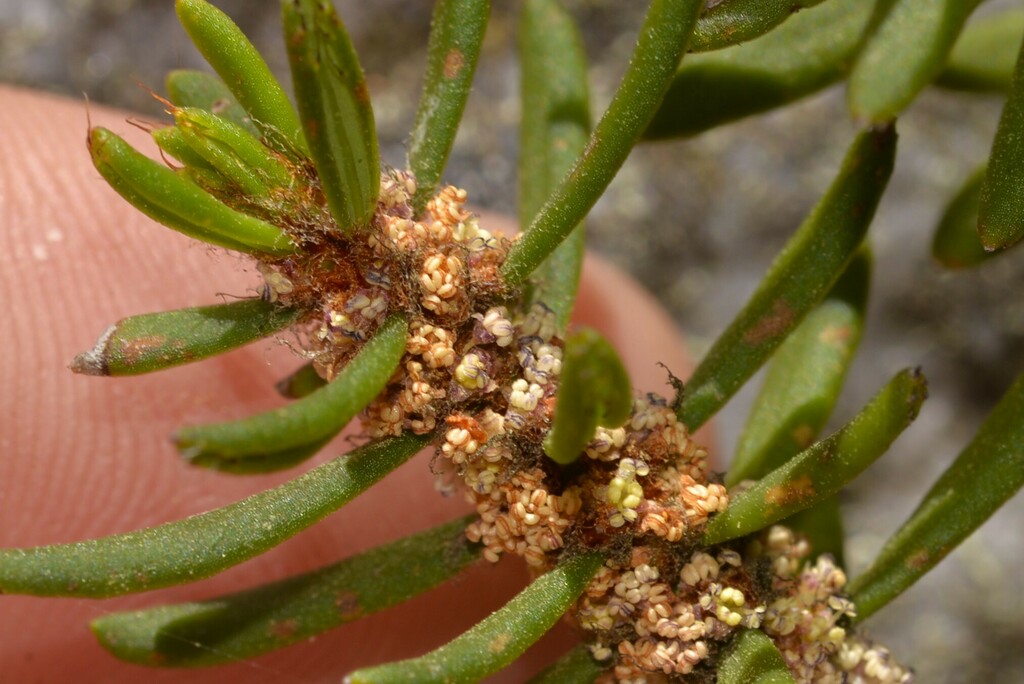 Amperea conferta