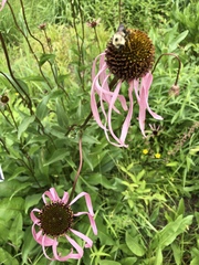 Echinacea laevigata