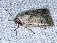 Proteuxoa amaurodes