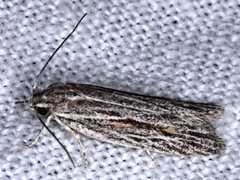 Leistarcha scitissimella