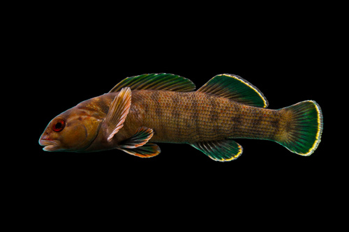 Greenfin Darter