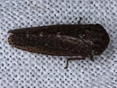 Putoniessa