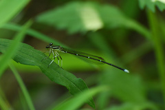 Pseudocopera annulata