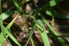 Pseudocopera annulata