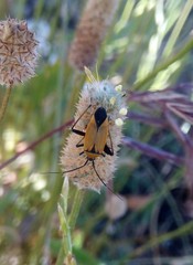 Calocoris nemoralis