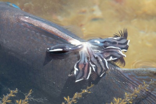 Striped Gooseneck Barnacle