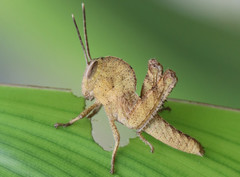 Abisares viridipennis