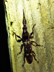 Arrhenodes minutus
