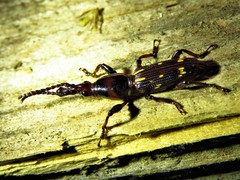 Arrhenodes minutus