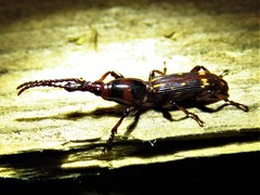 Arrhenodes minutus
