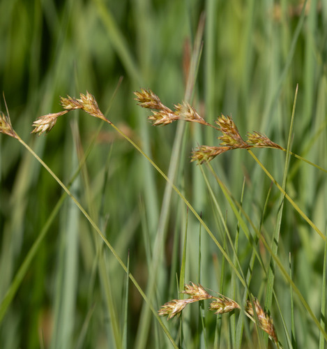 Carex praticola
