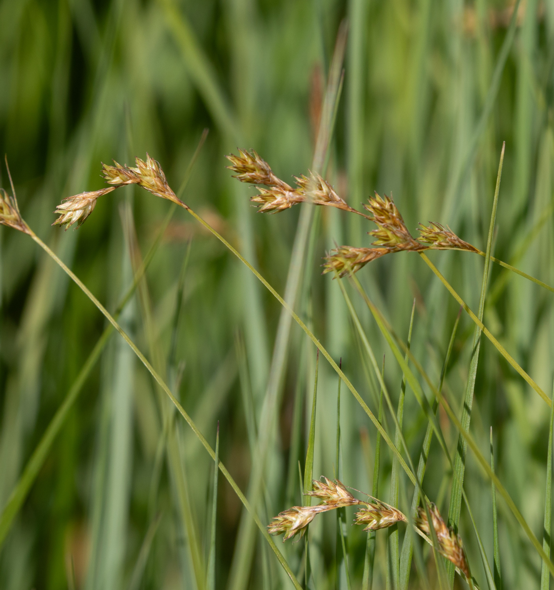 Carex praticola