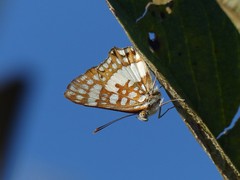 Ariconias glaphyra