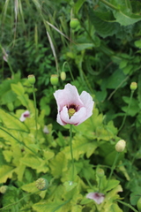 Papaver somniferum setigerum