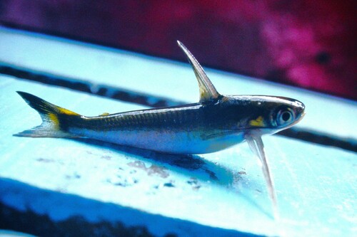 Heckel's woodcat (Centromochlus heckelii) — Auchenipteridae — 4