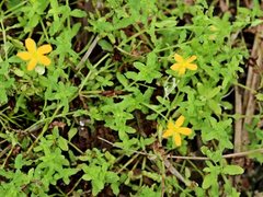 Hypericum japonicum