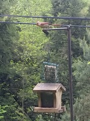 Cardinalis