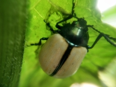 Leptinotarsa cacica