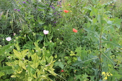 Papaver somniferum setigerum