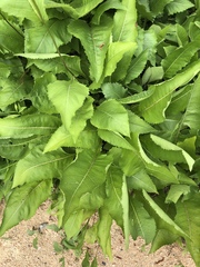 Parthenium integrifolium