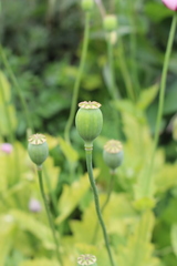 Papaver somniferum setigerum