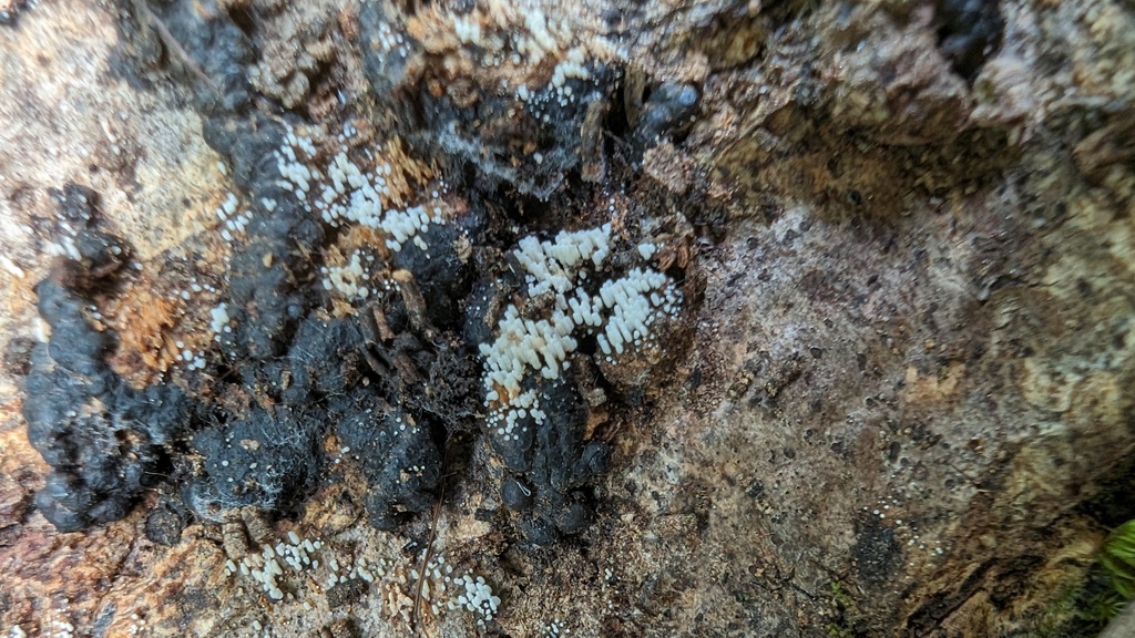 Henningsomyces candidus · June 2024 · photo: © atsushi_nakajima_cirque (iNaturalist, cc-by)
