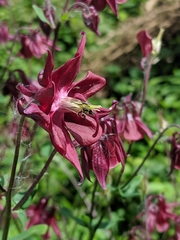 Aquilegia atrata