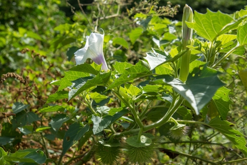 Datura kymatocarpa