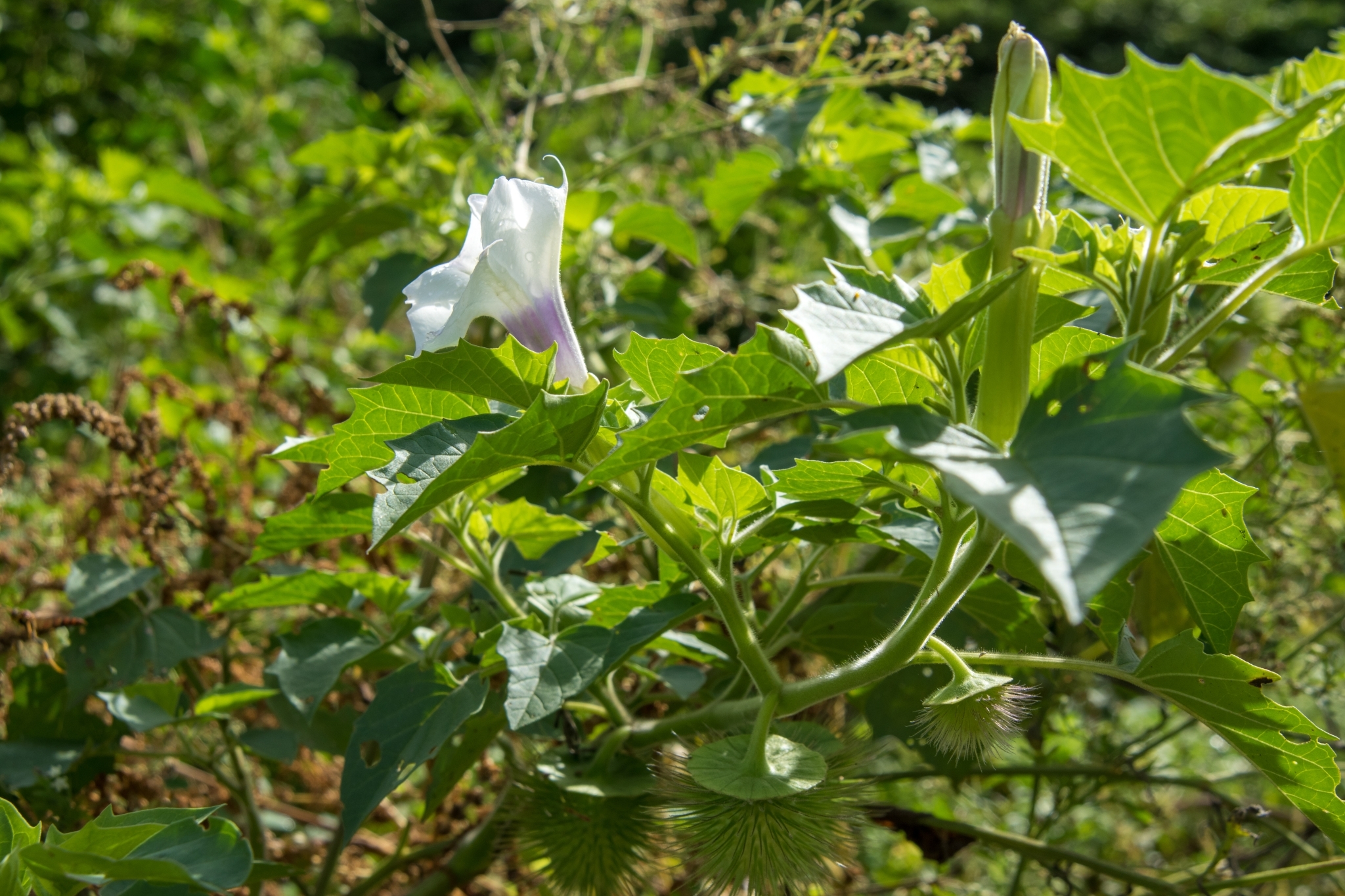 Datura出品 Datura kymatocarpa · iNaturalist