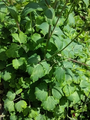 Aquilegia atrata